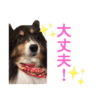 愛犬シェリーちゃんだよ（個別スタンプ：35）
