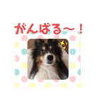 愛犬シェリーちゃんだよ（個別スタンプ：36）