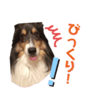 愛犬シェリーちゃんだよ（個別スタンプ：37）