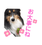 愛犬シェリーちゃんだよ（個別スタンプ：38）