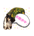 愛犬シェリーちゃんだよ（個別スタンプ：39）