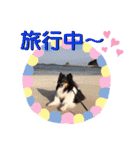 愛犬シェリーちゃんだよ（個別スタンプ：40）