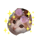 プリンセスキャット（個別スタンプ：5）