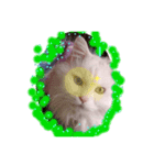 プリンセスキャット（個別スタンプ：6）