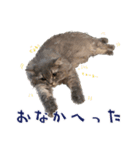 アトリエの猫さん さくとみつき（個別スタンプ：5）