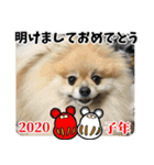 ポメラニアン ノアのお年賀スタンプ2020（個別スタンプ：6）