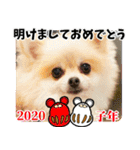 ポメラニアン チョコのお年賀スタンプ2020（個別スタンプ：11）