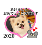 ポメラニアン チョコのお年賀スタンプ2020（個別スタンプ：13）