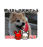 クマタンのお年賀スタンプ2020（個別スタンプ：4）