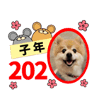 クマタンのお年賀スタンプ2020（個別スタンプ：9）