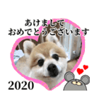 クマタンのお年賀スタンプ2020（個別スタンプ：13）