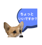 コーギー39 No.4（個別スタンプ：1）