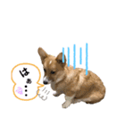 コーギー39 No.4（個別スタンプ：2）