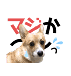コーギー39 No.4（個別スタンプ：9）