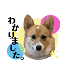 コーギー39 No.4（個別スタンプ：10）