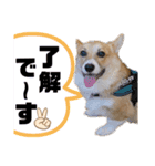 コーギー39 No.4（個別スタンプ：16）