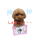 我が家のあろはちゃん❷（個別スタンプ：3）
