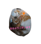 猫礼儀（個別スタンプ：2）