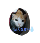 猫礼儀（個別スタンプ：3）