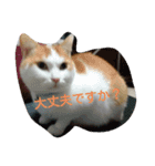 猫礼儀（個別スタンプ：4）