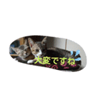 猫礼儀（個別スタンプ：5）