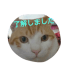猫礼儀（個別スタンプ：6）