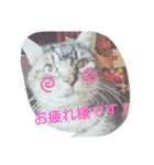 猫礼儀（個別スタンプ：7）