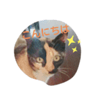 猫礼儀（個別スタンプ：8）