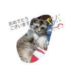 猫礼儀（個別スタンプ：9）
