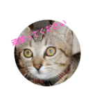猫礼儀（個別スタンプ：10）