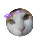 猫礼儀（個別スタンプ：11）