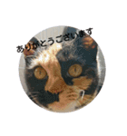 猫礼儀（個別スタンプ：12）