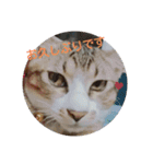 猫礼儀（個別スタンプ：13）