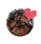 猫礼儀（個別スタンプ：14）