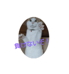 猫礼儀（個別スタンプ：16）