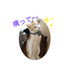 猫礼儀（個別スタンプ：17）
