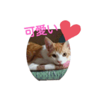 猫礼儀（個別スタンプ：19）