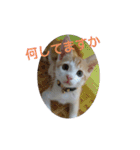 猫礼儀（個別スタンプ：20）