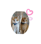猫礼儀（個別スタンプ：21）