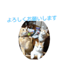 猫礼儀（個別スタンプ：22）