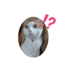 猫礼儀（個別スタンプ：23）