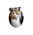 猫礼儀（個別スタンプ：24）