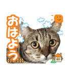 猫のななちゃんスタンプ（個別スタンプ：1）