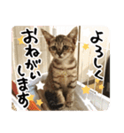 猫のななちゃんスタンプ（個別スタンプ：2）