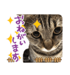 猫のななちゃんスタンプ（個別スタンプ：4）