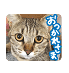猫のななちゃんスタンプ（個別スタンプ：5）