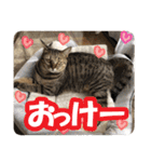猫のななちゃんスタンプ（個別スタンプ：6）