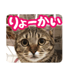 猫のななちゃんスタンプ（個別スタンプ：7）