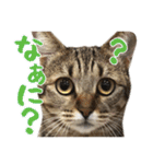 猫のななちゃんスタンプ（個別スタンプ：8）