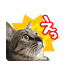 猫のななちゃんスタンプ（個別スタンプ：9）